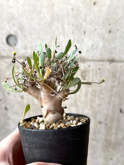 【現品限り】オトンナ・ユーフォルビオイデス【M49】 Othonna euphorbioides