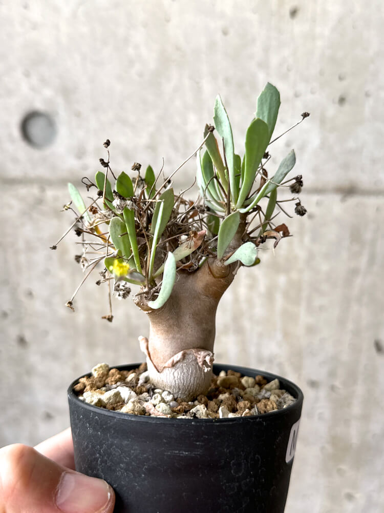 【現品限り】オトンナ・ユーフォルビオイデス【M49】 Othonna euphorbioides