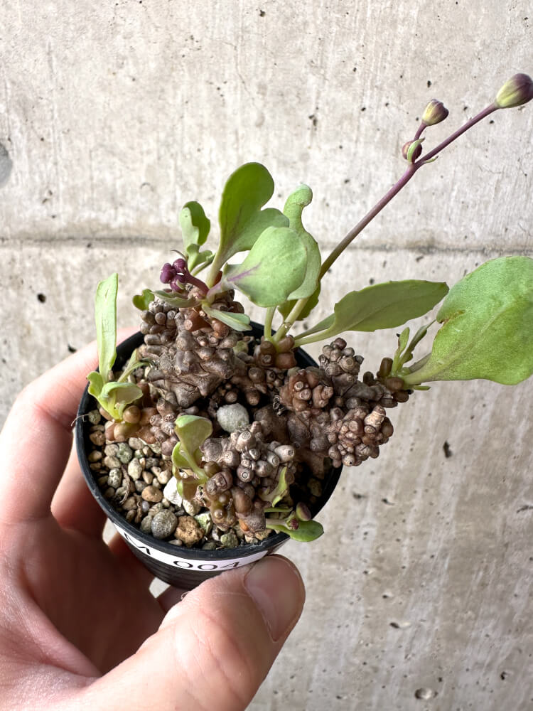 【現品限り】オトンナ・ヘレー 蛮鬼塔【M4】 Othonna herrei