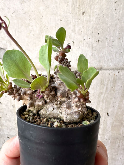 【現品限り】オトンナ・ヘレー 蛮鬼塔【M4】 Othonna herrei