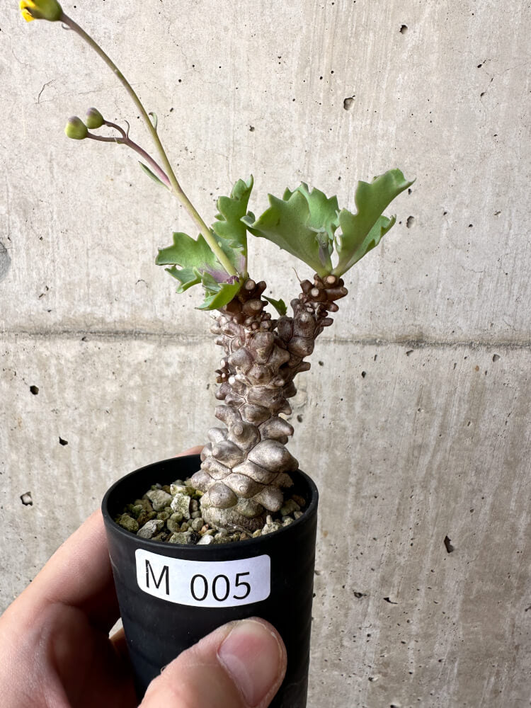 【現品限り】オトンナ・ヘレー 蛮鬼塔【M5】 Othonna herrei