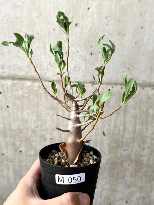 【現品限り】オトンナ・マクロスペルマ【M50】 Othonna macrosperma