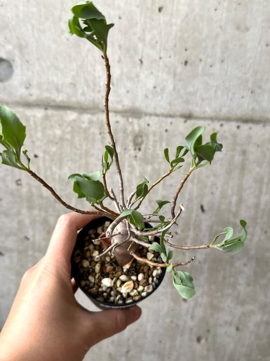 【現品限り】オトンナ・マクロスペルマ【M50】 Othonna macrosperma