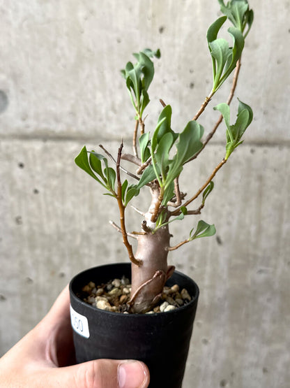 【現品限り】オトンナ・マクロスペルマ【M50】 Othonna macrosperma