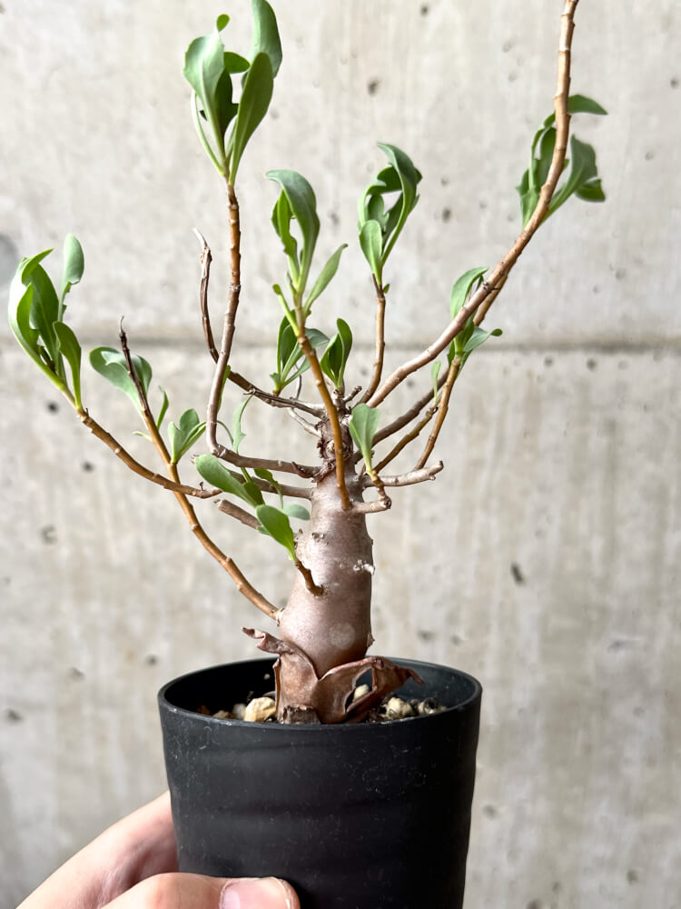 【現品限り】オトンナ・マクロスペルマ【M50】 Othonna macrosperma
