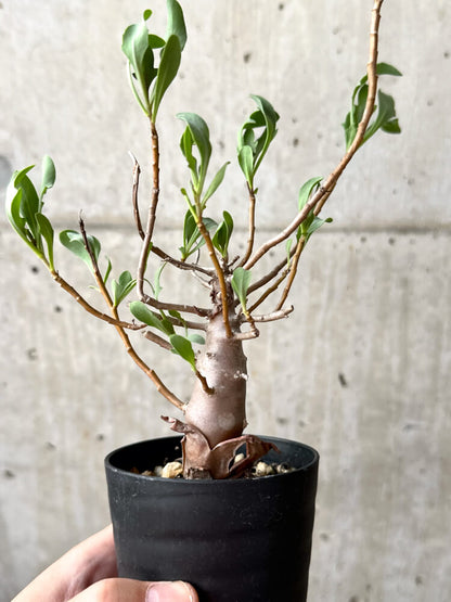 【現品限り】オトンナ・マクロスペルマ【M50】 Othonna macrosperma