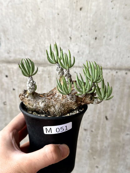 【現品限り】チレコドン・ペアルソニー 現地株 発根済み【M51】 Tylecodon pearsonii