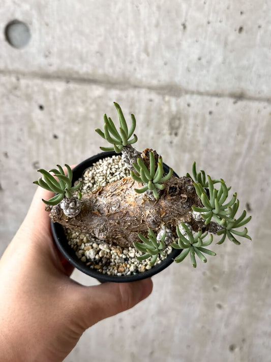 【現品限り】チレコドン・ペアルソニー 現地株 発根済み【M51】 Tylecodon pearsonii