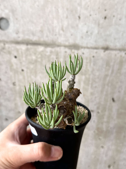 【現品限り】チレコドン・ペアルソニー 現地株 発根済み【M51】 Tylecodon pearsonii