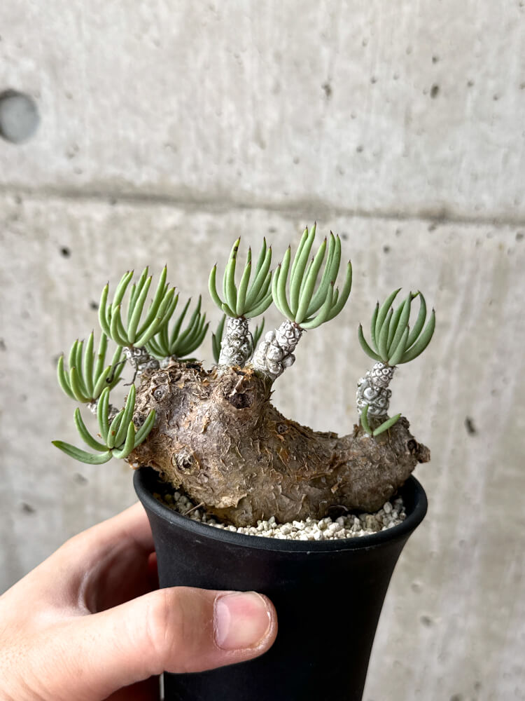 【現品限り】チレコドン・ペアルソニー 現地株 発根済み【M51】 Tylecodon pearsonii