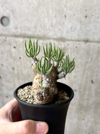 【現品限り】チレコドン・ペアルソニー 現地株 発根済み【M51】 Tylecodon pearsonii