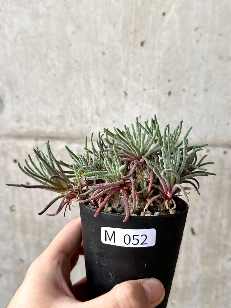 【現品限り】フィロボルス・レスルゲンス【M52】 Phyllobolus resurgens