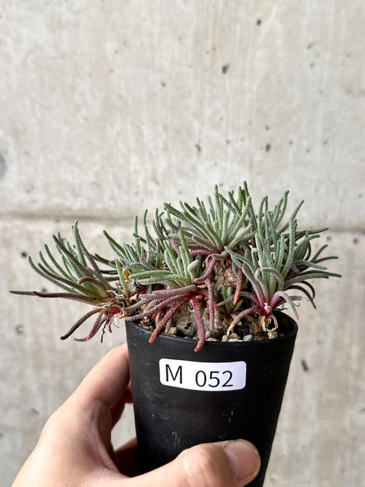 【現品限り】フィロボルス・レスルゲンス【M52】 Phyllobolus resurgens