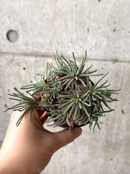 【現品限り】フィロボルス・レスルゲンス【M52】 Phyllobolus resurgens