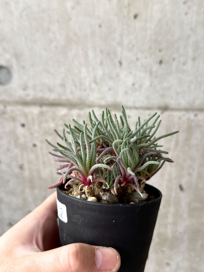 【現品限り】フィロボルス・レスルゲンス【M52】 Phyllobolus resurgens
