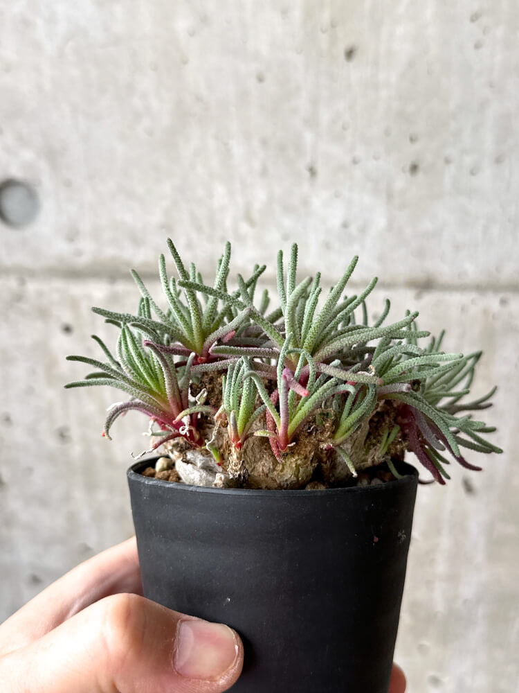 【現品限り】フィロボルス・レスルゲンス【M52】 Phyllobolus resurgens