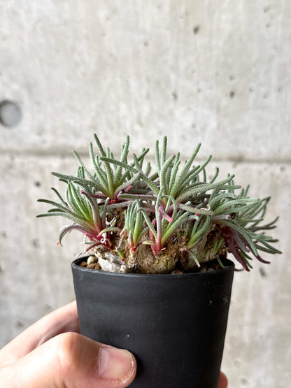【現品限り】フィロボルス・レスルゲンス【M52】 Phyllobolus resurgens