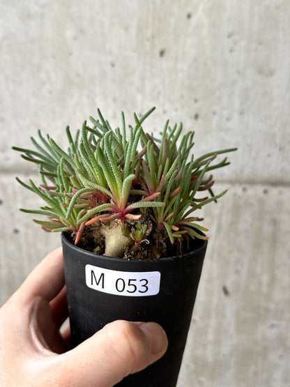 【現品限り】フィロボルス・レスルゲンス【M53】 Phyllobolus resurgens