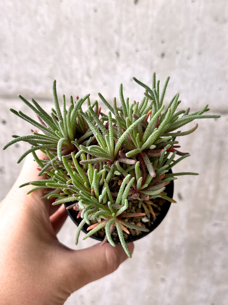 【現品限り】フィロボルス・レスルゲンス【M53】 Phyllobolus resurgens