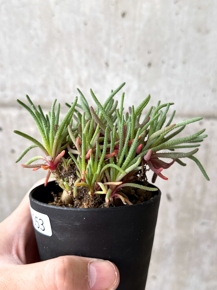 【現品限り】フィロボルス・レスルゲンス【M53】 Phyllobolus resurgens