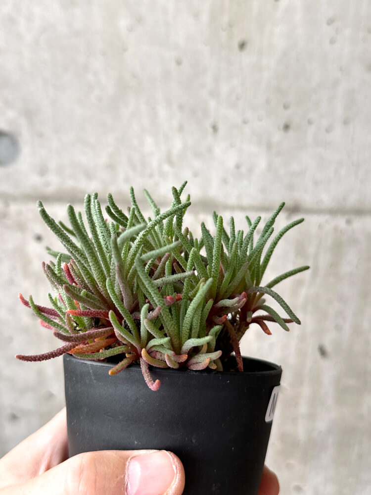 現品限り】フィロボルス・レスルゲンス【M53】 Phyllobolus resurgens
