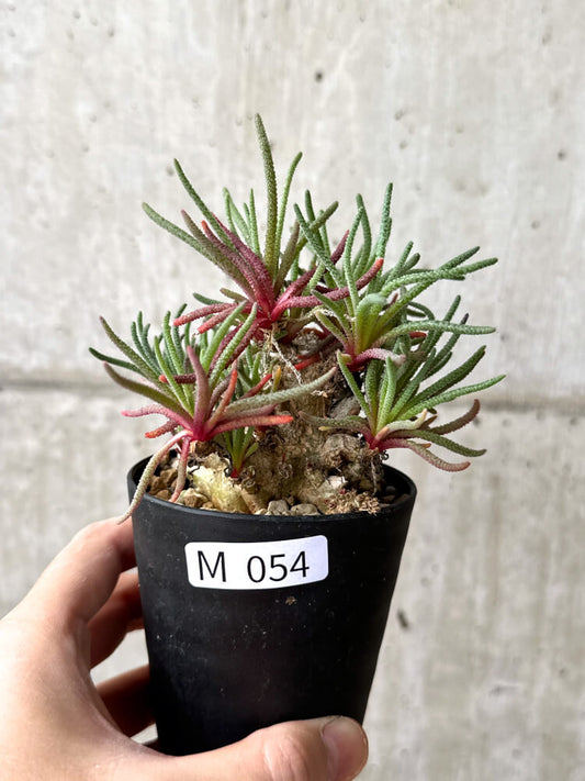 【現品限り】フィロボルス・レスルゲンス【M54】 Phyllobolus resurgens