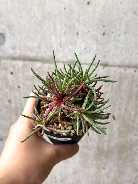 【現品限り】フィロボルス・レスルゲンス【M54】 Phyllobolus resurgens