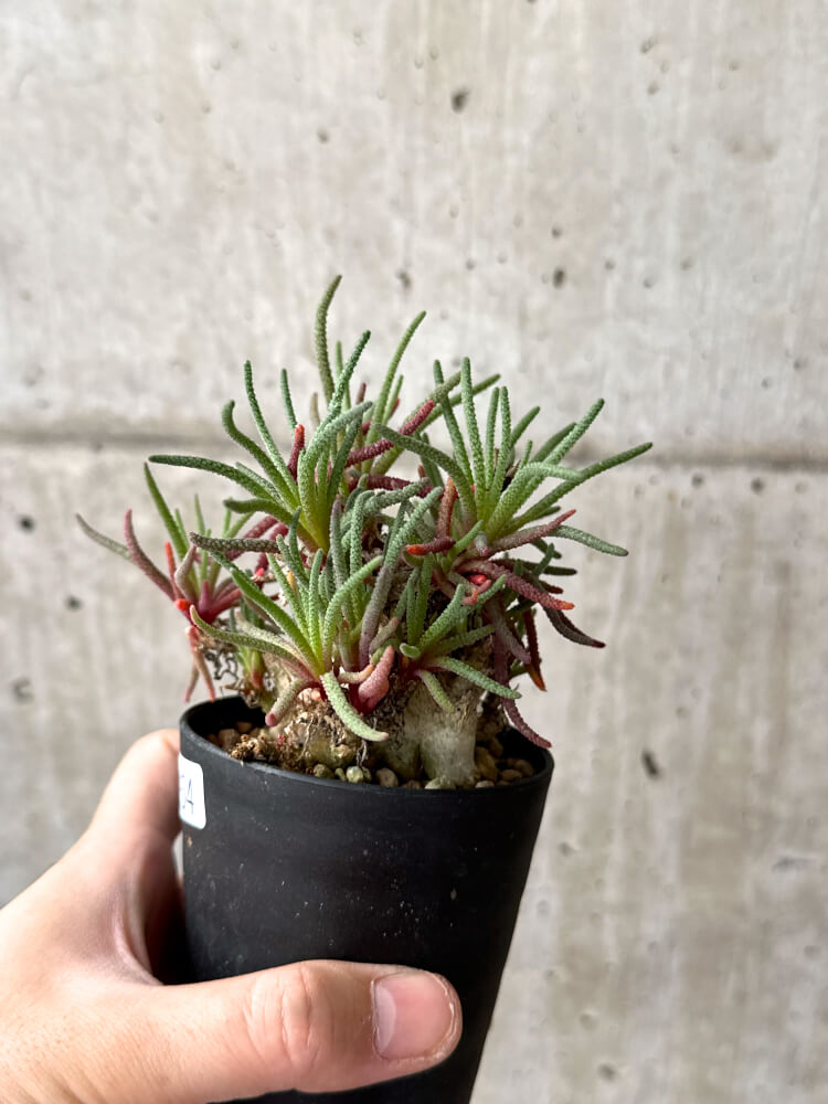 【現品限り】フィロボルス・レスルゲンス【M54】 Phyllobolus resurgens