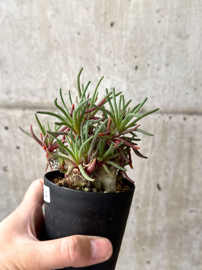【現品限り】フィロボルス・レスルゲンス【M54】 Phyllobolus resurgens
