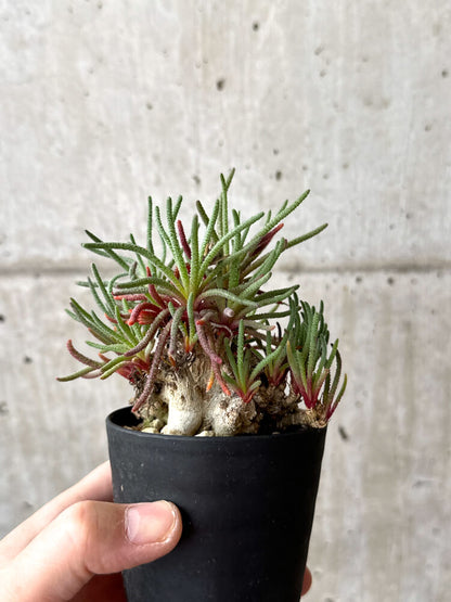 【現品限り】フィロボルス・レスルゲンス【M54】 Phyllobolus resurgens