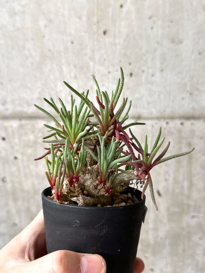 【現品限り】フィロボルス・レスルゲンス【M54】 Phyllobolus resurgens