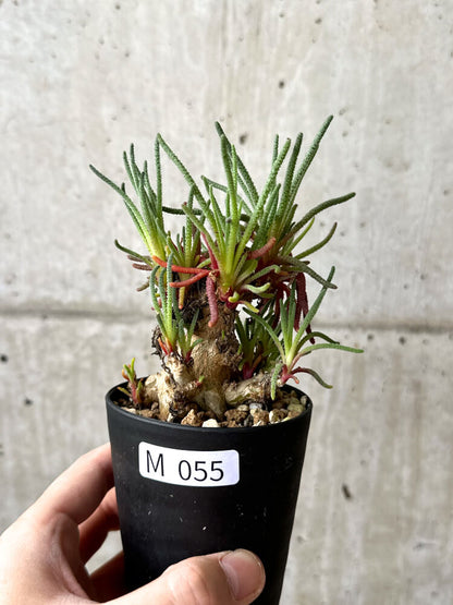 【現品限り】フィロボルス・レスルゲンス【M55】 Phyllobolus resurgens