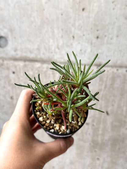 【現品限り】フィロボルス・レスルゲンス【M55】 Phyllobolus resurgens