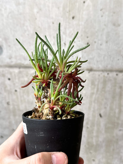 【現品限り】フィロボルス・レスルゲンス【M55】 Phyllobolus resurgens