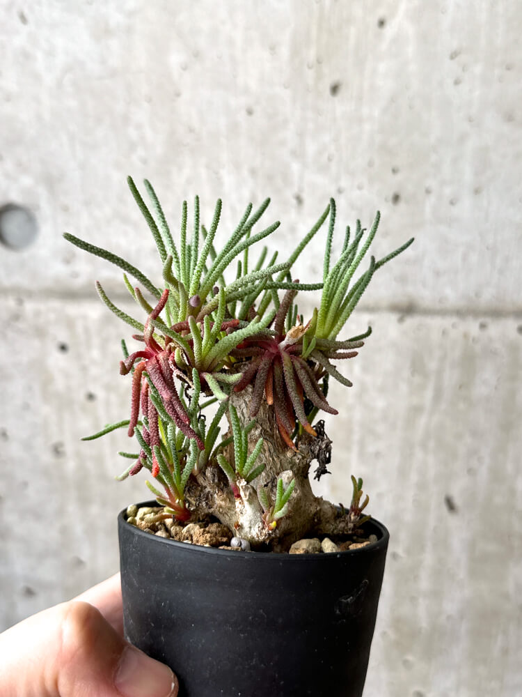 【現品限り】フィロボルス・レスルゲンス【M55】 Phyllobolus resurgens