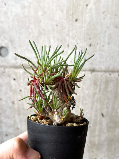 【現品限り】フィロボルス・レスルゲンス【M55】 Phyllobolus resurgens