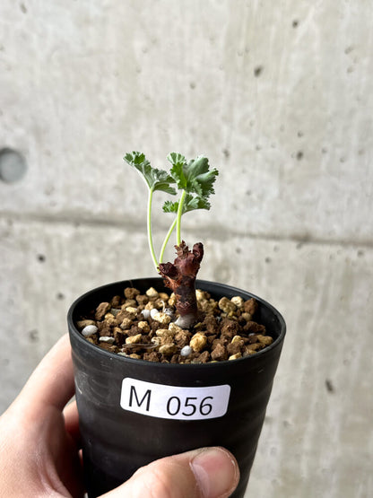 【現品限り】ペラルゴニウム・ミラビレ 挿し木 発根済み【M56】 Pelargonium mirabile