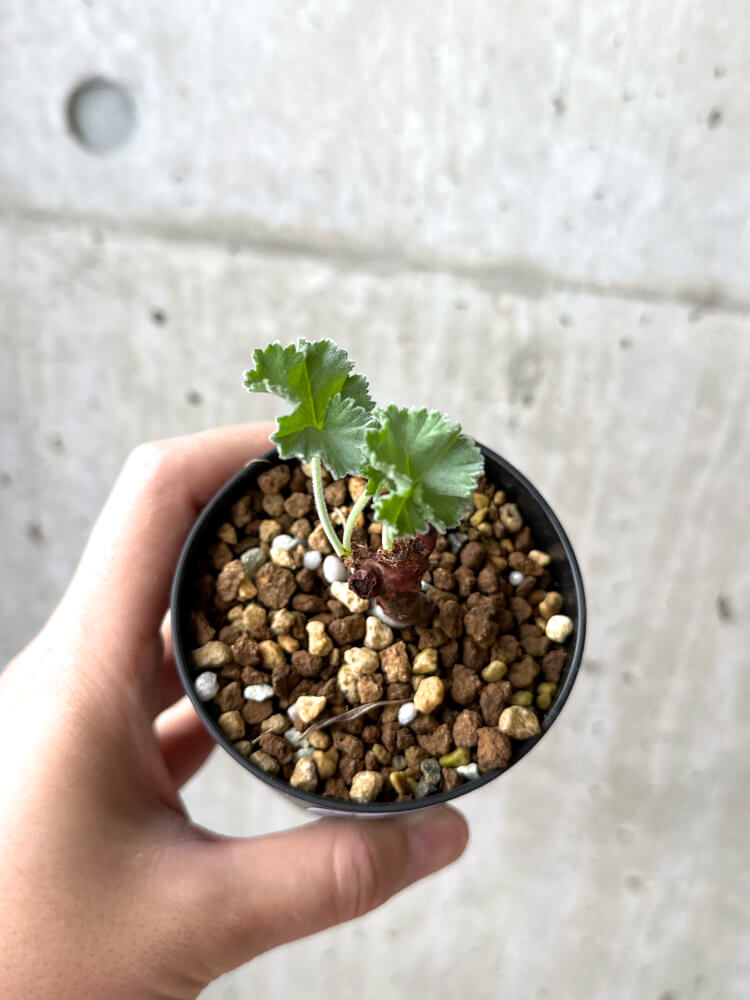 【現品限り】ペラルゴニウム・ミラビレ 挿し木 発根済み【M56】 Pelargonium mirabile