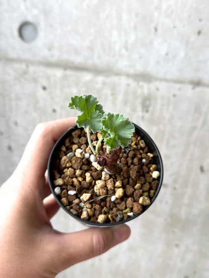 【現品限り】ペラルゴニウム・ミラビレ 挿し木 発根済み【M56】 Pelargonium mirabile