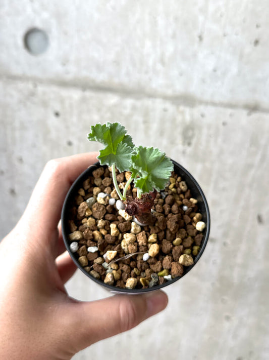 【現品限り】ペラルゴニウム・ミラビレ 挿し木 発根済み【M56】 Pelargonium mirabile