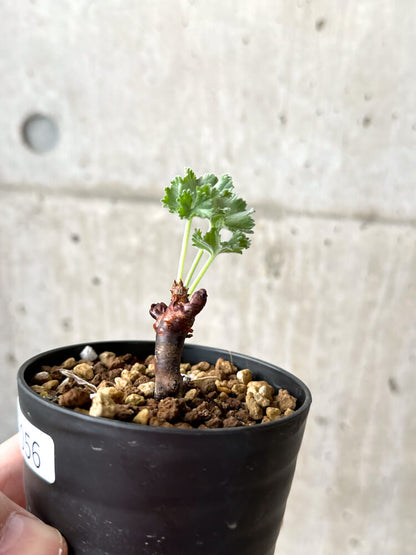 【現品限り】ペラルゴニウム・ミラビレ 挿し木 発根済み【M56】 Pelargonium mirabile