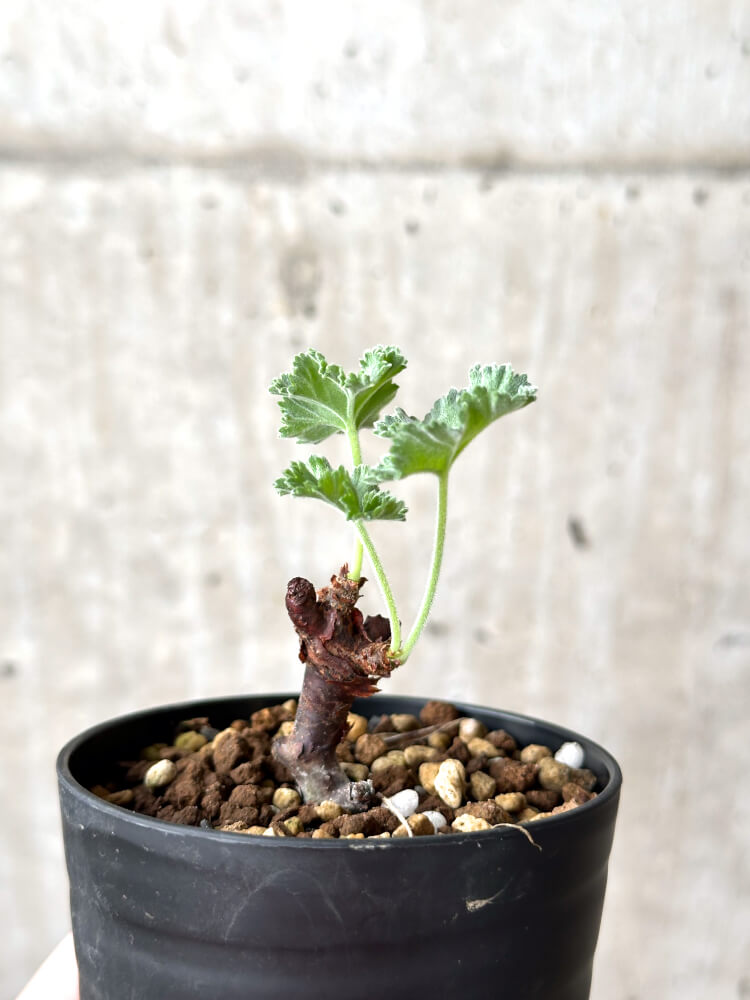 【現品限り】ペラルゴニウム・ミラビレ 挿し木 発根済み【M56】 Pelargonium mirabile