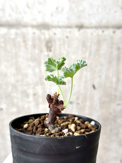 【現品限り】ペラルゴニウム・ミラビレ 挿し木 発根済み【M56】 Pelargonium mirabile