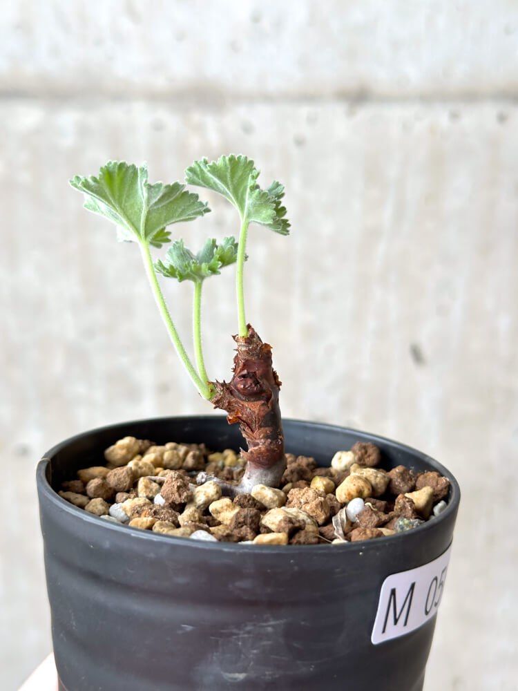 【現品限り】ペラルゴニウム・ミラビレ 挿し木 発根済み【M56】 Pelargonium mirabile