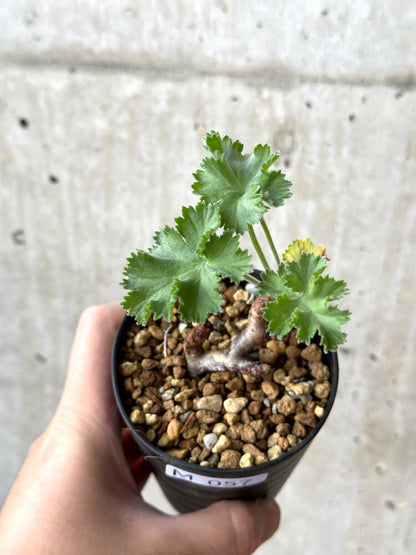 【現品限り】ペラルゴニウム・ミラビレ 挿し木 発根済み【M57】 Pelargonium mirabile