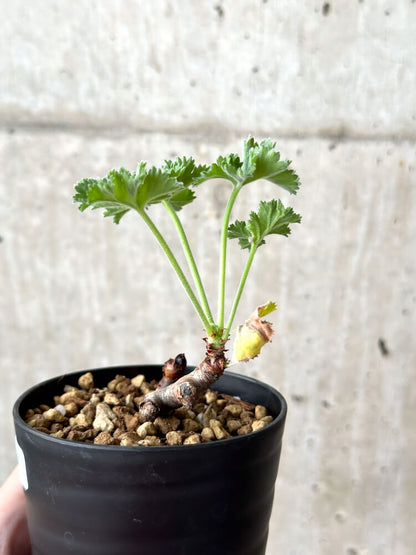 【現品限り】ペラルゴニウム・ミラビレ 挿し木 発根済み【M57】 Pelargonium mirabile