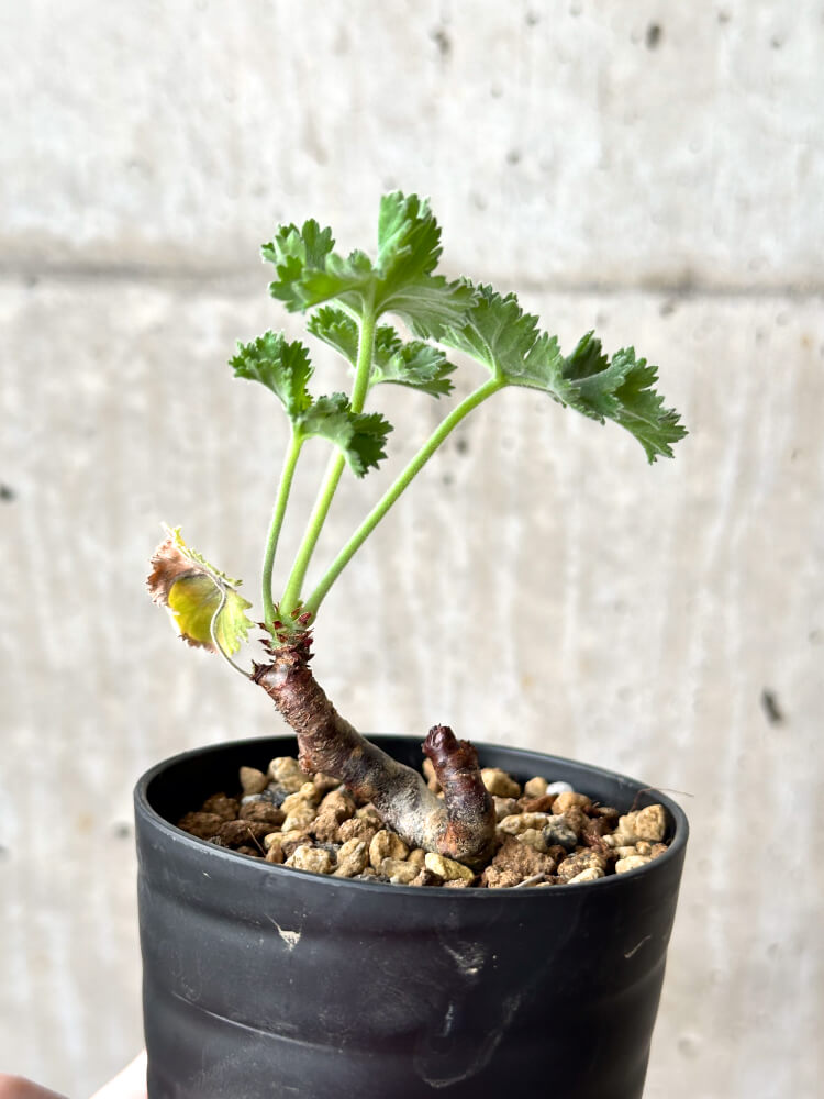 【現品限り】ペラルゴニウム・ミラビレ 挿し木 発根済み【M57】 Pelargonium mirabile