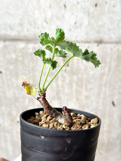 【現品限り】ペラルゴニウム・ミラビレ 挿し木 発根済み【M57】 Pelargonium mirabile