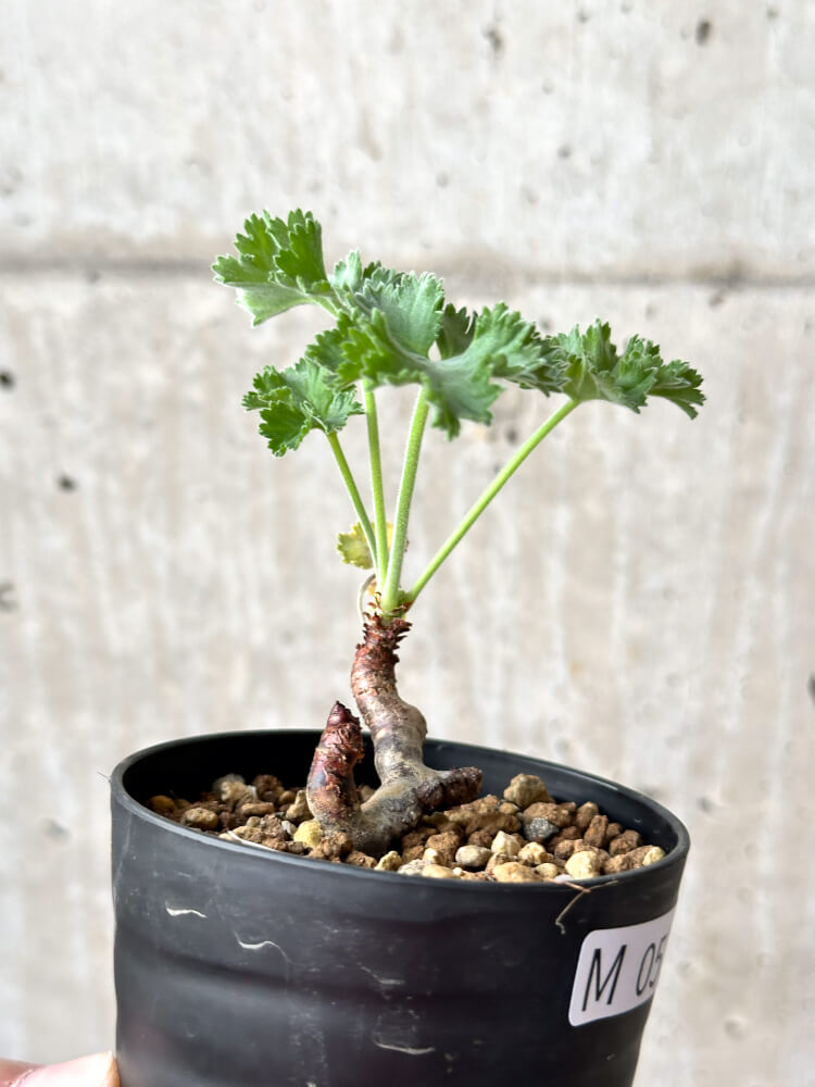 【現品限り】ペラルゴニウム・ミラビレ 挿し木 発根済み【M57】 Pelargonium mirabile