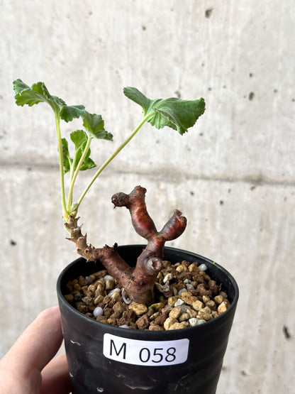 【現品限り】ペラルゴニウム・ミラビレ 挿し木 発根済み【M58】 Pelargonium mirabile